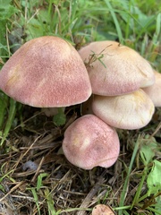 Tricholomopsis rutilans