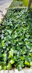 Hedera helix