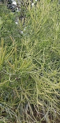 Euphorbia tirucalli
