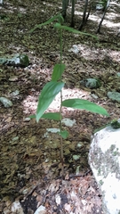 Epipactis