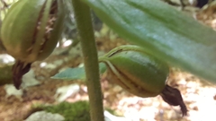Epipactis