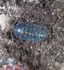 Armadillidium vulgare