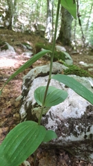 Epipactis