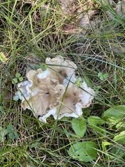 Peltigera rufescens
