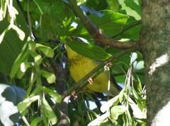 Cardellina canadensis