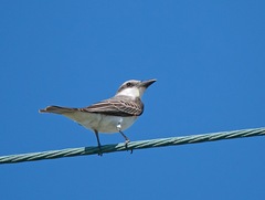 Tyrannus dominicensis