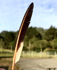 Colaptes auratus cafer