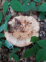 Russulaceae