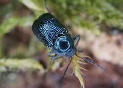 Cryptocephalus parvulus