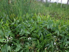 Schoenoplectus tabernaemontani