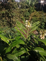 Hedychium flavescens