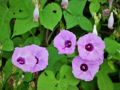Ipomoea cordatotriloba