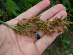 Schoenoplectus tabernaemontani