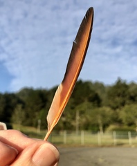 Colaptes auratus cafer