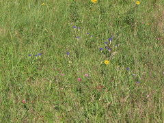 Gentianopsis thermalis