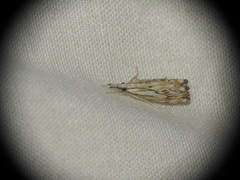 Catoptria falsella