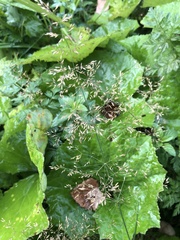 Agrostis capillaris