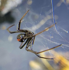 Latrodectus hasselti