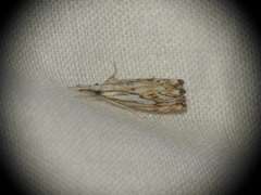 Catoptria falsella