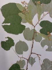 Tilia tomentosa