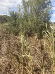 Typha domingensis
