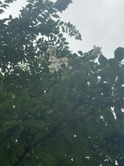 Magnoliopsida