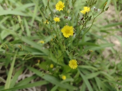 Crepidinae