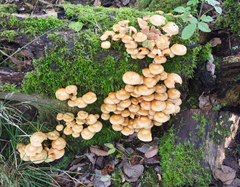 Kuehneromyces mutabilis