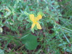 Hypericum crux-andreae
