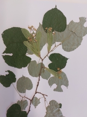 Tilia tomentosa