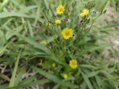 Crepidinae