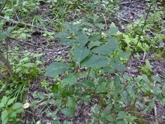 Phytomyza ilicis group