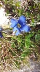 Gentianopsis ciliata ciliata