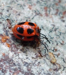 Endomychus coccineus