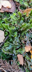 Marchantia polymorpha polymorpha