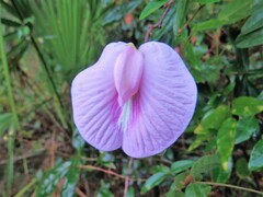 Centrosema arenicola