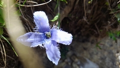 Gentianopsis ciliata ciliata
