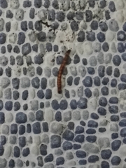 Orvasca subnotata