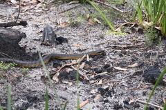 Notechis scutatus occidentalis