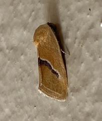 Ponometia venustula