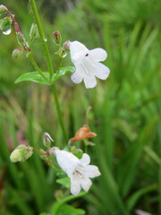 Penstemon multiflorus