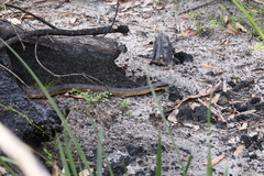 Notechis scutatus occidentalis