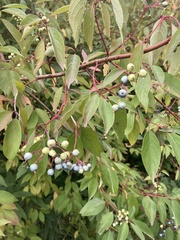 Cornus amomum