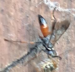 Agenioideus nubecula