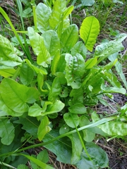 Rumex acetosa