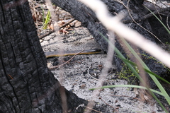 Notechis scutatus occidentalis