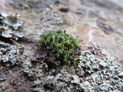 Grimmia pulvinata