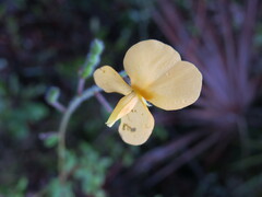 Chapmannia floridana