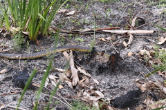 Notechis scutatus occidentalis