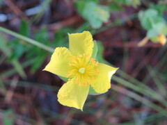 Hypericum tetrapetalum